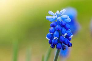 First spring muscari close-up. Blue flowers in the garden. photo