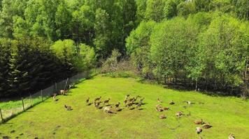 Aerial static scenic landscape forest view with deers enjoying grass outdoors in Lithuania countryside. Fauna and flora eastern europe, Lithuania in Baltics video