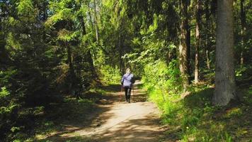 Slow motion back view caucasian elderly blond woman exercise walking with nordic sticks on forest trail road surrounded by summer greenery in sunny refreshing morning. video