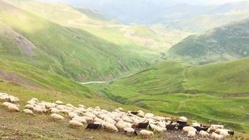 Schwenkansicht Schafe und Ziegen vorbei an hohen Bergen im Freien auf dem Chaukhi-Pass in Georgia, Kazbegi-Nationalpark. video