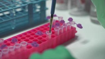 Close up scientist using pipette transfer sample to Micro Centrifuge Tube for PCR test in Biosafety cabinet. video