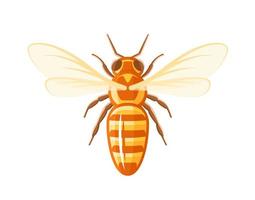 Bee, top view isolated on white background vector