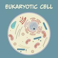 diagrama de los componentes de una celula eucariota vector