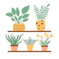 Vector illustration of indoor plants standing on a shelf. Various houseplants are on the shelf. Isolated on a white background.