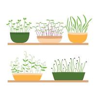 Vector illustration of a stele with potted plants. Shelf with microgreens. Growing microgreens.