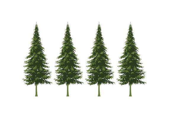 pine tree design illustration