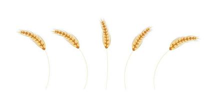 Ripe ears of wheat isolated on white background. vector