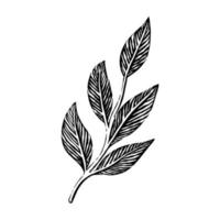 Illustration engraving leaf hand drawing vintage vector