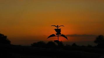 photo of leaves at sunset