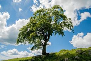 árbol en el campo foto