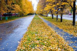 autumn rainy tracks with yellow leaves photo