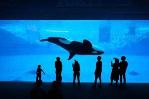 The silhouette of tourists watching an orca or killer whale whale at the aquarium