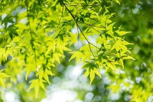 Green nature background with maple leaves photo