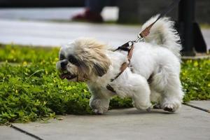 hermoso perro maltés caminando y jugando en el parque foto