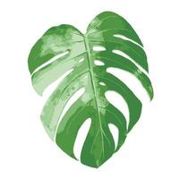 hoja monstera ilustración vectorial sobre fondo blanco vector