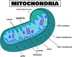 anatomía de las mitocondrias.estructura de la célula.diagrama mitocondrial.biología o ciencia.infografía para la educación.orgánulo en células eucariotas.ilustración vectorial de dibujos animados.diseño plano. vector