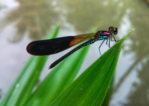 Damselfly.  Close-up photo from the side angle for background or to complement the article.