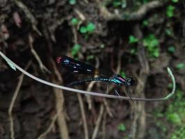 Damselfly.  Close-up photo from the side angle for background or to complement the article.