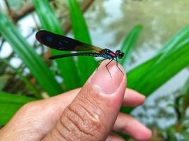 Damselfly.  Close-up photo from the side angle for background or to complement the article.