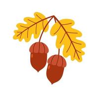 Acorns with oak leaves. Vector flat illustration on a white isolated background.