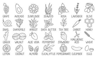 Hand drawn set of natural cosmetic ingredients doodle. Healthy natural products. Flowers, oils, herbs, snail, fruits and vegetables in sketch style. Vector illustration isolated on white background.