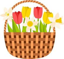 Wicker basket with tulips and daffodils. Spring flowers, a symbol of the beginning of spring, gardening. Decorative element for a postcard. Vector illustration in a flat style. Isolated on white.