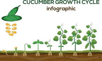 Cucumber plant growth cycle infographic elements in flat design. Planting process of cucumber from seeds sprout to ripe vegetable, plant life cycle isolated on white background, vector illustration.