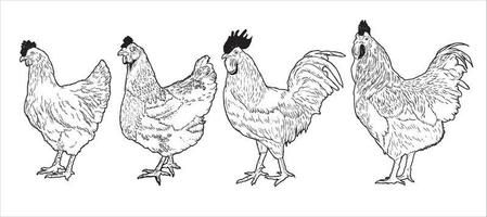 Group of Chicken hand drawn illustration. cock hen rooster fowl poultry  Chicken Vector illustration with drawing text