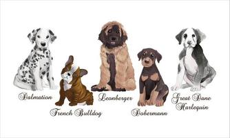 Set of dogs puppy portrait watercolor realistic vector illustration on white background  with text.