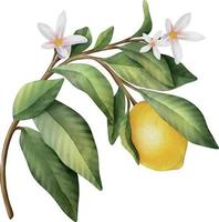 Hand drawn watercolor branch with lemons, flowers  and green leaves vector