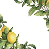 Hand drawn frame of watercolor lemon. Watercolor illustration wreath of lemon and leaves. vector