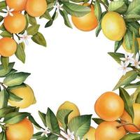 Hand drawn frame of watercolor orange and lemon.Watercolor illustration wreath of lemon and leaves. vector