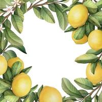 marco dibujado a mano de limón acuarela. corona de ilustración acuarela de limón y hojas. vector