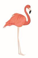 Pink flamingo on a white background. vector