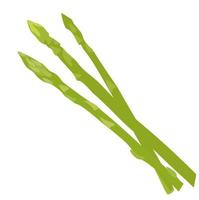 Asparagus vector stock illustration. Green vegetables close-up. Isolated on a white background.