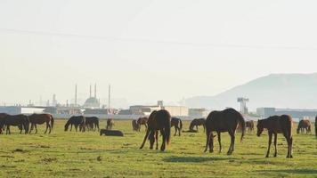 Herd of beautiful wild yilki gorgeous horses stand in meadow field in central anatolia Keyseri Turkey video