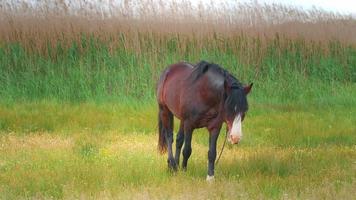 cheval brun foncé broutant dans le champ. scènes du champ d'été.