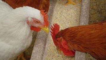 poulets mangeant des céréales à la ferme. poulet à la ferme biologique. video