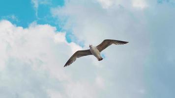 närbild av måsen flyger på vacker blå himmel. video