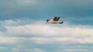 Möwe jagt im Flug nach Nahrung video