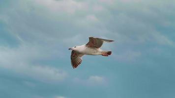 Beautiful seagull flying and floating on air currents of wind video