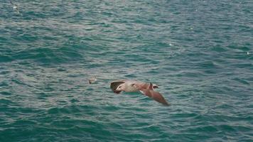 gabbiano che vola attraverso l'ampio mare blu video