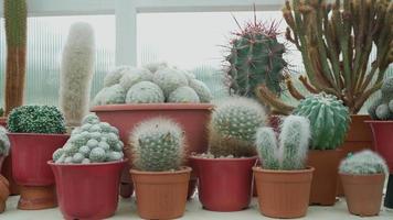 uitzicht van bovenaf op kleine cactussen en vetplanten in pot video