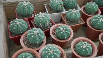 uitzicht van bovenaf op kleine cactussen en vetplanten in pot video