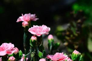 pink flowers in garden photo