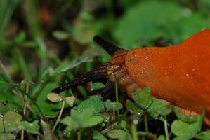 red slug great view in the green grass photo