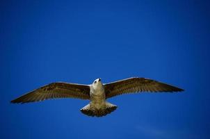 seagull closeup with blue sky photo