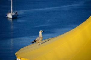 seagull walking on a beach umbrella photo