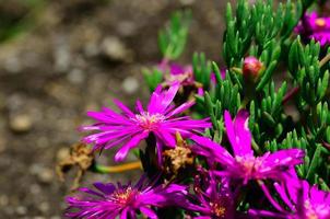 purple flowers in the garden photo