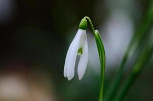 single snowdrop spring photo